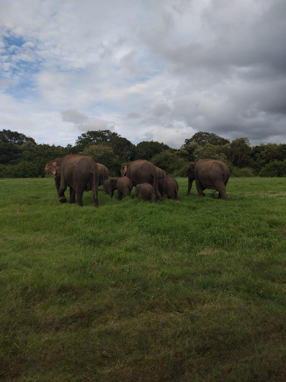 Elephant Crossing